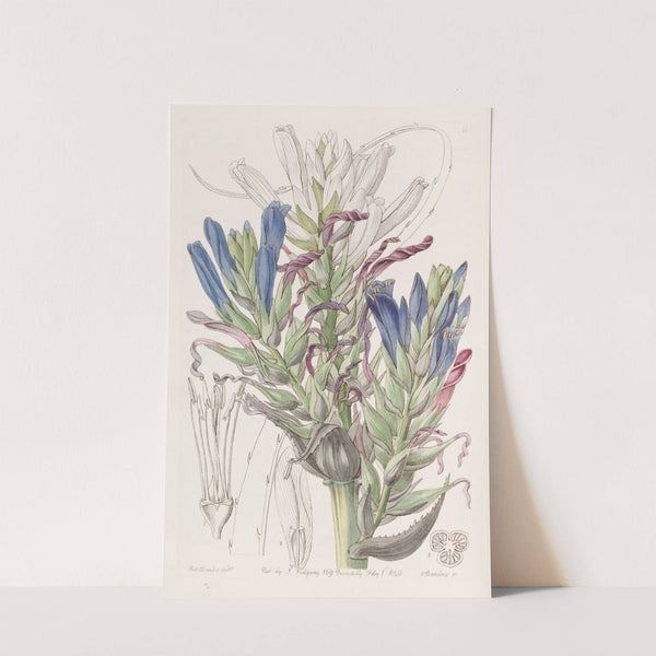 Blue Puya (1815-1819) by Sydenham Edwards