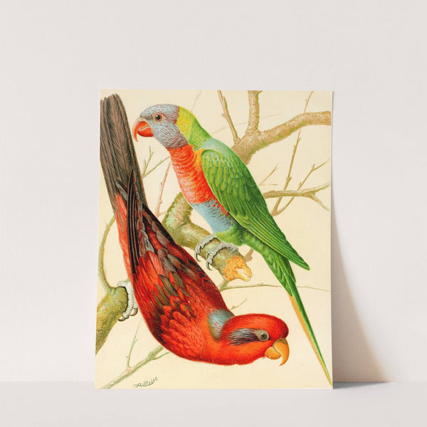 Blue Striped Lory, Blue Mountain Lory by W. A . Blakston