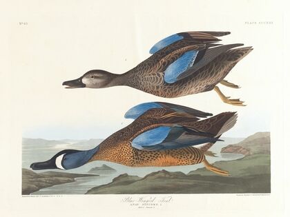 Blue-winged teal