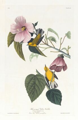 Blue-winged yellow warbler
