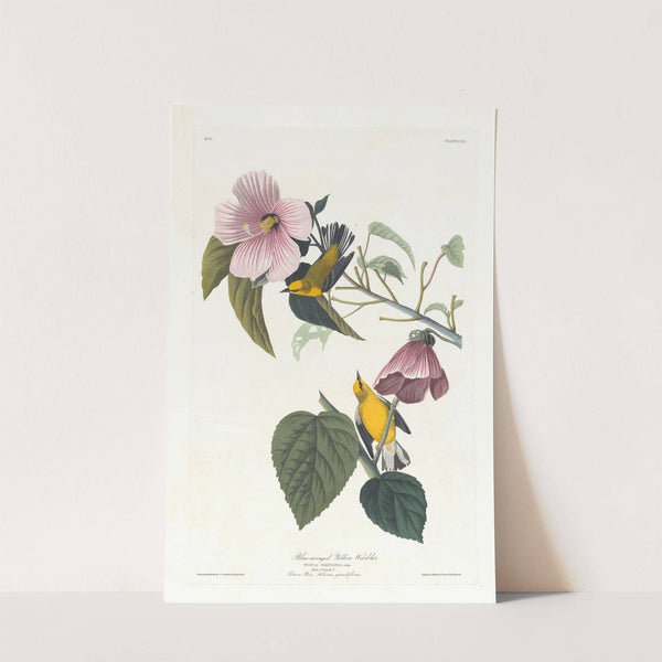 Blue-winged yellow warbler by John James Audubon