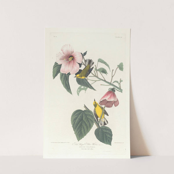 Blue winged yellow warbler by John James Audubon