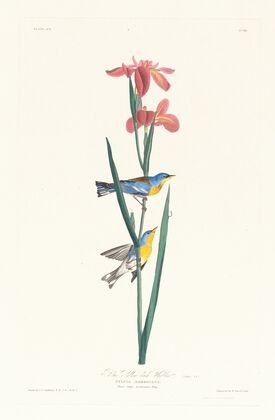 Blue yellow back warbler