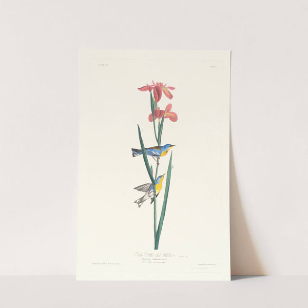 Blue yellow back warbler by John James Audubon