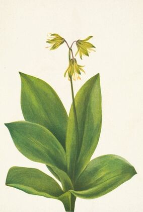 Menzies Pentstemon. Pentstemon menziesii