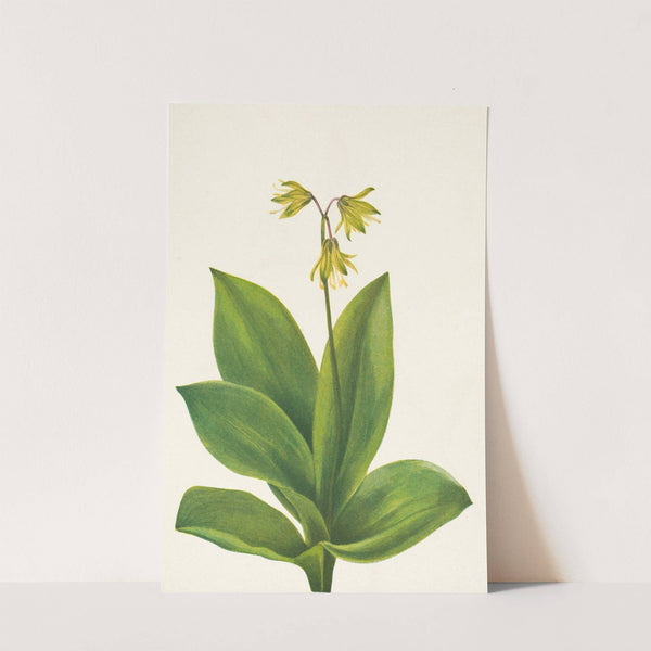 Bluebead. Clintonia borealis (1925) by Mary Vaux Walcott