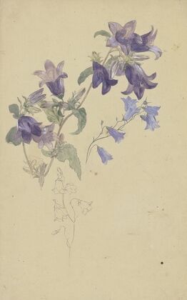 Bluebells
