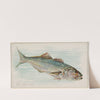 Bluefish (1889) by Allen & Ginter
