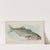 Bluefish (1889) by Allen & Ginter