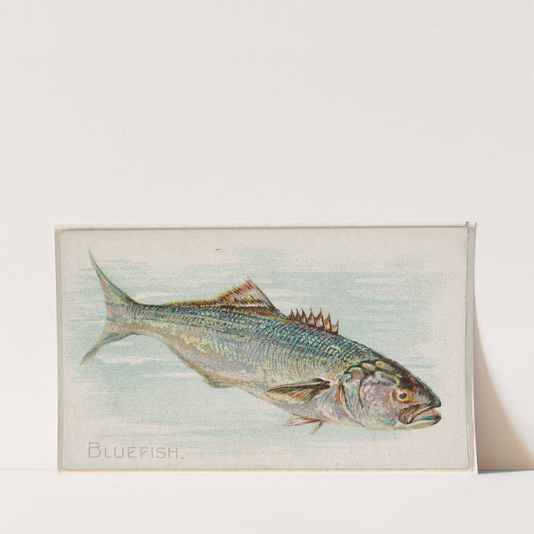 Bluefish (1889) by Allen & Ginter