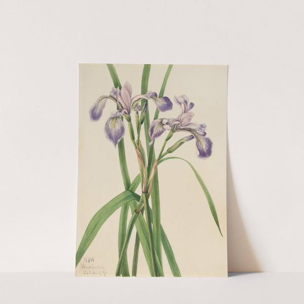 Blueflag Iris (Iris versicolor) (1919) by Mary Vaux Walcott