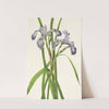 Blueflag Iris. Iris versicolor (1925) by Mary Vaux Walcott