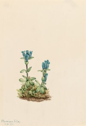 Sweetvetch (Hedysarum mackenzii) (1921)