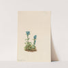 Bluegreen Gentian (Gentiana glauca) (1916) by Mary Vaux Walcott