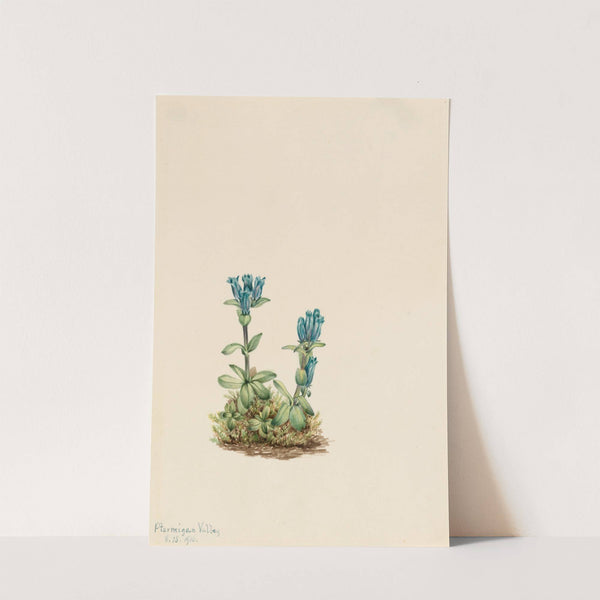 Bluegreen Gentian (Gentiana glauca) (1916) by Mary Vaux Walcott