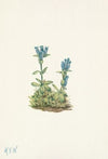 Bluegreen Gentian. Gentiana glauca (1925)