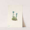 Bluegreen Gentian. Gentiana glauca (1925) by Mary Vaux Walcott