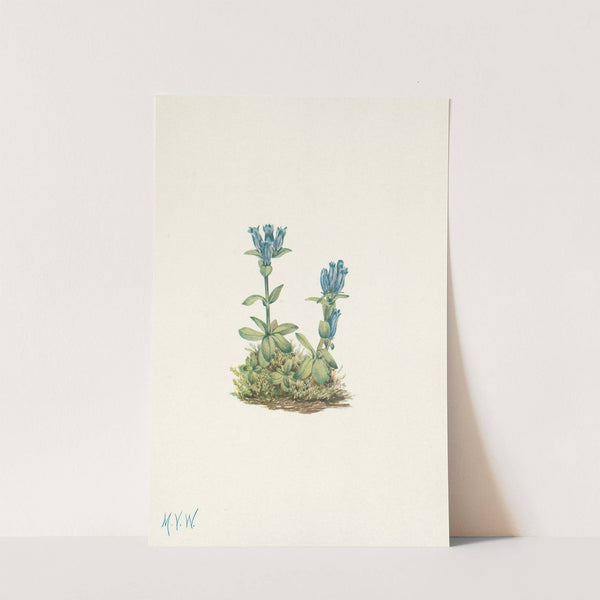 Bluegreen Gentian. Gentiana glauca (1925) by Mary Vaux Walcott