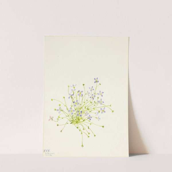 Bluets (Houstonia serpyllifolia) (1934) by Mary Vaux Walcott