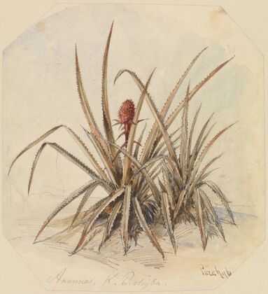 Blühende Ananas