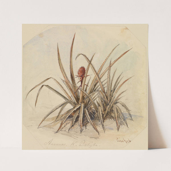 Blühende Ananas by Ferdinand Keller