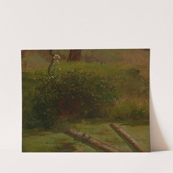 Blühender Schierling by Gustav Osterroht