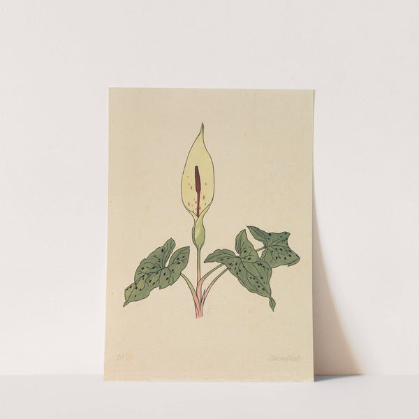 Blumenbuch by Rudolf Koch