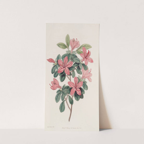 Blunt-leaved Azalea by Sydenham Edwards