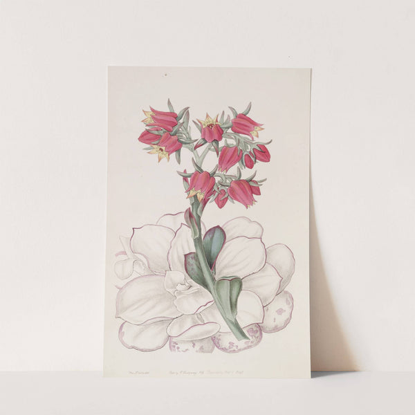 Blunt-leaved Echeveria by Sydenham Edwards