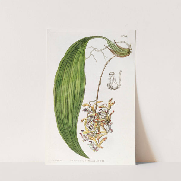 Blunt-petalled Cirrhaea by Sydenham Edwards