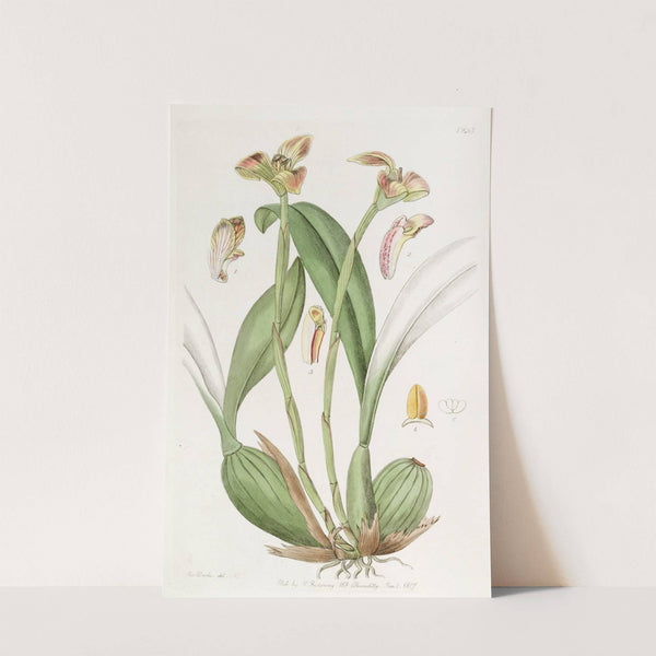 Blunt-petalled Trigonidium by Sydenham Edwards
