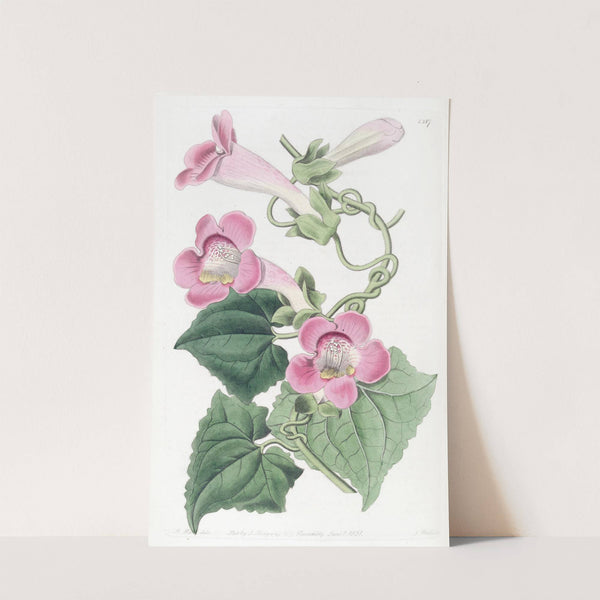 Blushing lophospermum by Sydenham Edwards