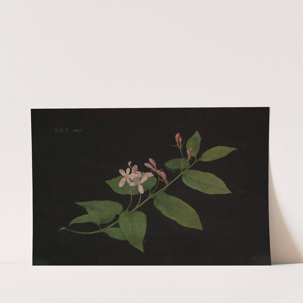 Blütenzweig der Heckenkirsche (1837) by Georg Philipp Schmitt