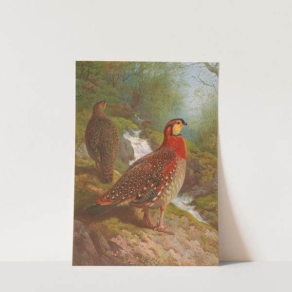 Blyth’s Tragopan (1918-1922) by Archibald Thorburn