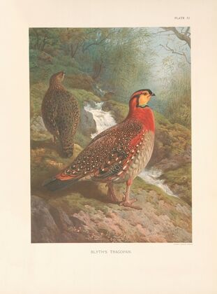 Blyth’s Tragopan (Tragopan blythi blythi). (1918-1922)