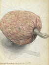Boanonna of wilde serikaja (1785)