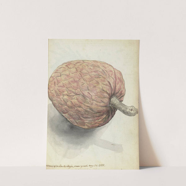 Boanonna of wilde serikaja (1785) by Jan Brandes