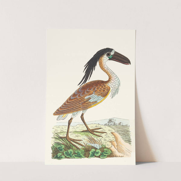 Boat-Bill by George Shaw