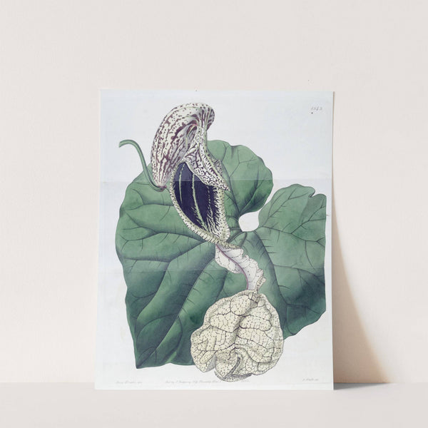 Boat-flowered Birthwort by Sydenham Edwards
