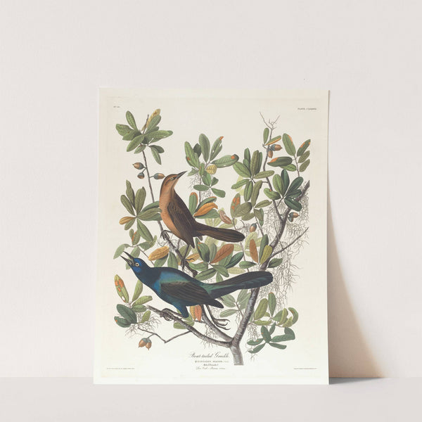 Boat-tailed grackle by John James Audubon