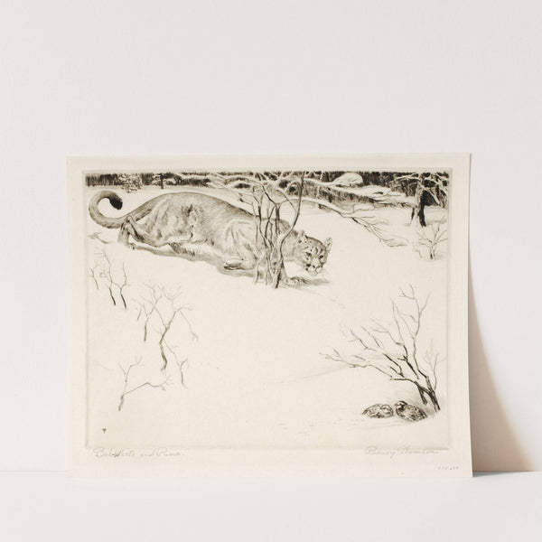 Bob-white and Puma by Rodney Thomson