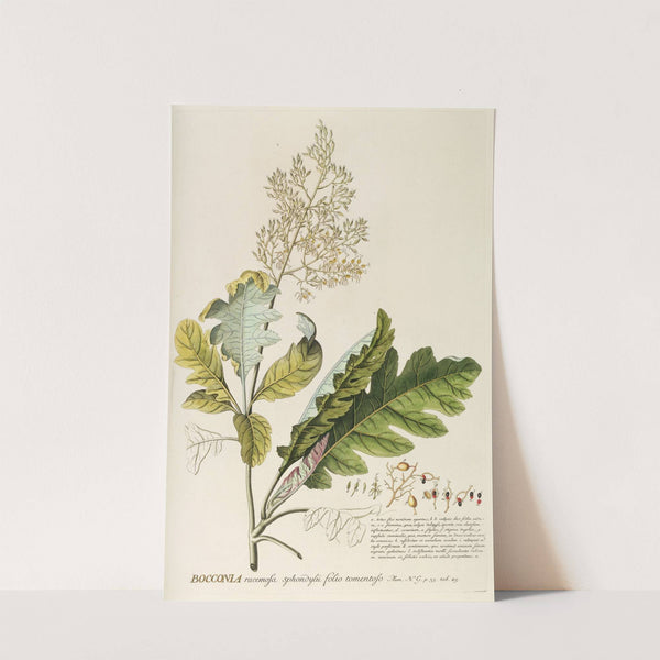 Bocconia by Georg Dionysius Ehret