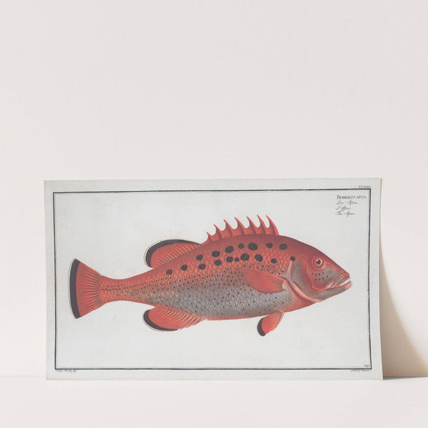 Bodianus apua, The Apue. (1785-1797) by Marcus Elieser Bloch