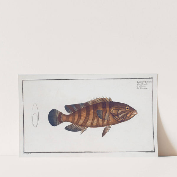 Bodianus Boenack, The Boenack. (1785-1797) by Marcus Elieser Bloch