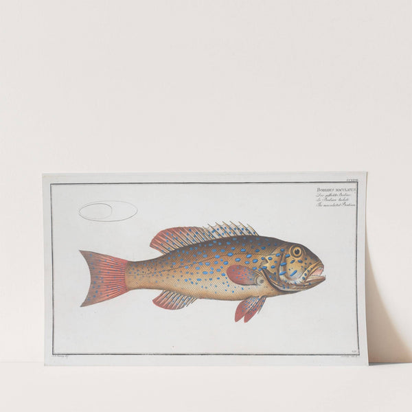 Bodianus maculatus, The maculated Bodian. (1785-1797) by Marcus Elieser Bloch