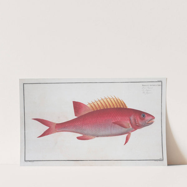 Bodianus pentacanthus, The Jaguar. (1785-1797) by Marcus Elieser Bloch