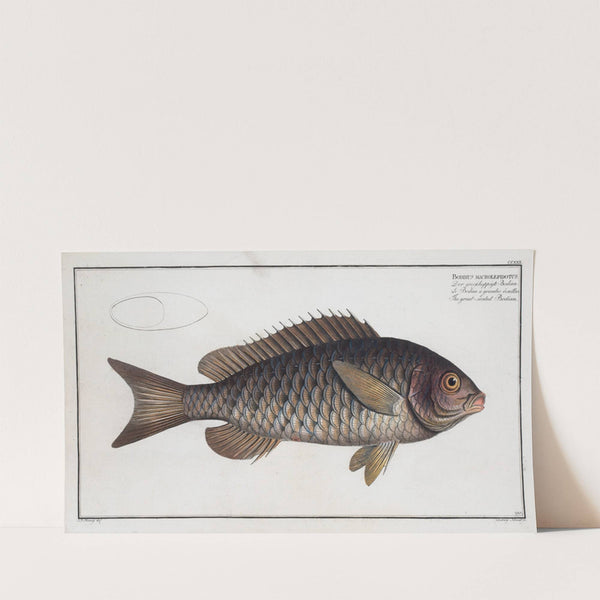 Bodinus macrolepidotus, The great-scaled Bodian. (1785-1797) by Marcus Elieser Bloch
