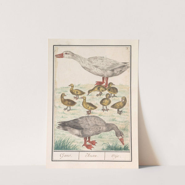 Boerengans of een huisgans (Anser anser domesticus) (1596-1610) by Anselmus Boëtius de Boodt