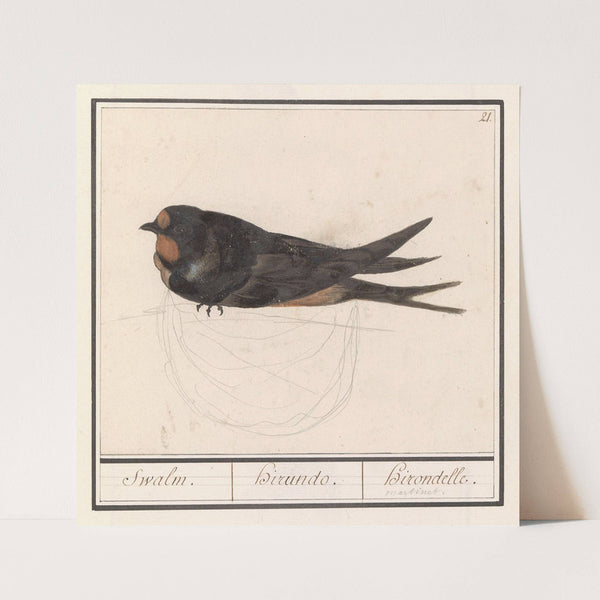 Boerenzwaluw (Hirundo rustica) Swalm. Hirando. Hirondelle (1596-1610) by Anselmus Boëtius de Boodt