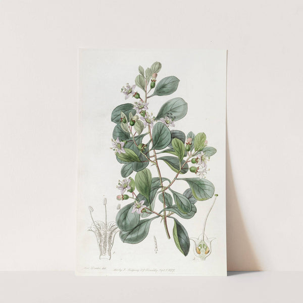 Boerhaavia-leaved Grabowskia by Sydenham Edwards